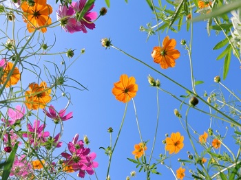 【現地調査】所沢市｜10年に一度は定期点検を！ガスコンロ、給湯器、レンジフード交換