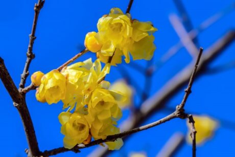 所沢市|給湯器を交換するなら~家計にも環境にも優しいエコジョーズ!