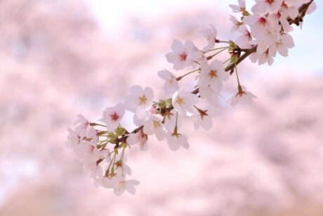 入間市|TOTO トイレ(手洗い付き)交換工事 施工事例アップしました!