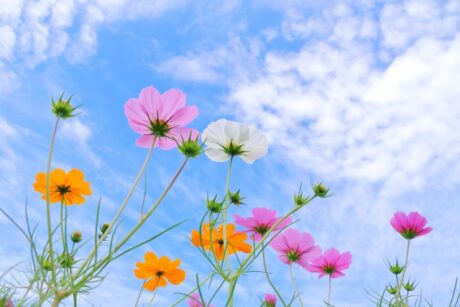 所沢市|デザイン性も◎!ガラストップコンロ・ガス給湯器 施工事例アップしました!